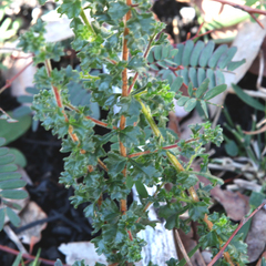 Dodonaea hirsuta