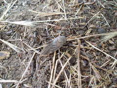 Platypleura capensis