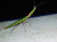 Episcopomantis chalybea