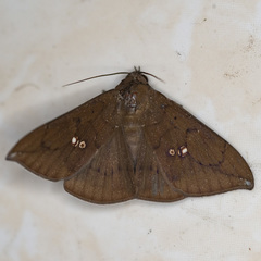 Platyja umminia
