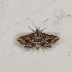 Diasemia