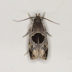 Helcystogramma hibisci
