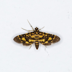 Physematia