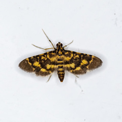 Physematia