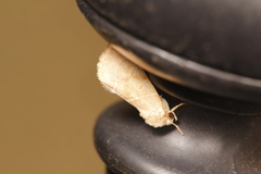 Ipimorpha pleonectusa