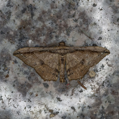 Hyposidra infixaria