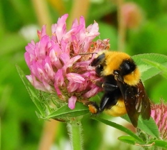 Bombus borealis image