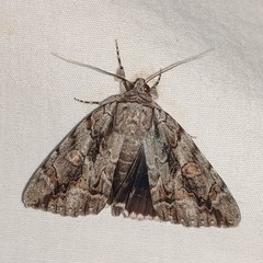 Catocala flebilis