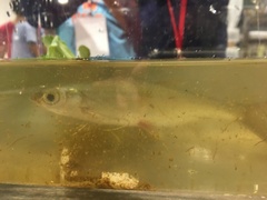 Opsariichthys pachycephalus