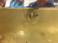 Opsariichthys pachycephalus