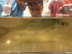 Opsariichthys pachycephalus