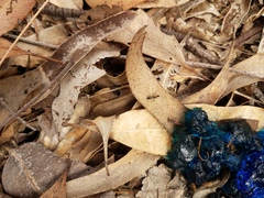 Opisthopsis