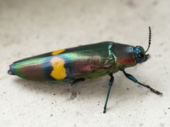 Chrysochroa saundersii tonkinensis