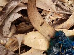 Opisthopsis