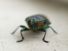Chrysochroa saundersii tonkinensis