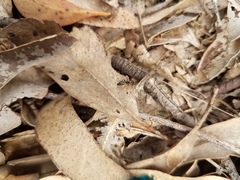 Opisthopsis