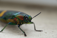 Chrysochroa saundersii tonkinensis
