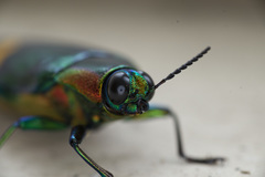 Chrysochroa saundersii tonkinensis