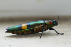 Chrysochroa saundersii tonkinensis