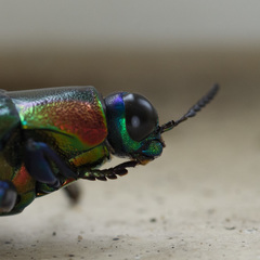 Chrysochroa saundersii tonkinensis