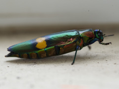 Chrysochroa saundersii tonkinensis