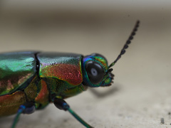 Chrysochroa saundersii tonkinensis