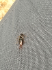 Neodermaptera