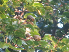 Hymenaea verrucosa image