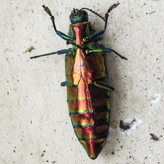 Chrysochroa saundersii tonkinensis