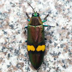 Chrysochroa saundersii tonkinensis