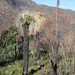 Kingia australis - Photo (c) kdunnart, algunos derechos reservados (CC BY-NC), subido por kdunnart