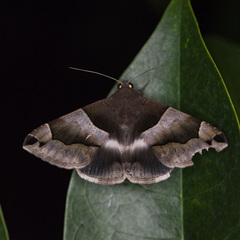 Dysgonia stuposa