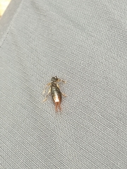 Neodermaptera
