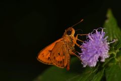 Oriens goloides