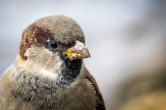 Passer domesticus