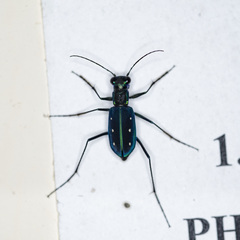 Cicindela flavomaculata