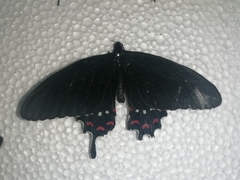 Parides alopius