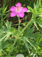 Geranium viscosissimum