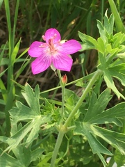 Geranium viscosissimum