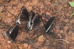 Papilio dravidarum