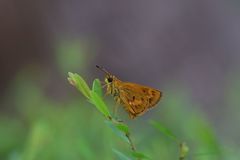 Oriens goloides