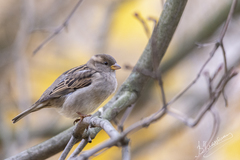 Passer domesticus