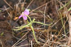 Drosera indica