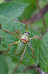 Ephippiger diurnus diurnus