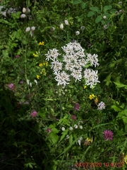 Heracleum austriacum