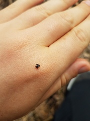 Gasteracantha sacerdotalis