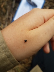 Gasteracantha sacerdotalis