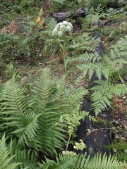 Conioselinum tataricum