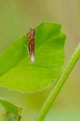 Isophrictis striatella