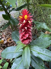 Costus comosus